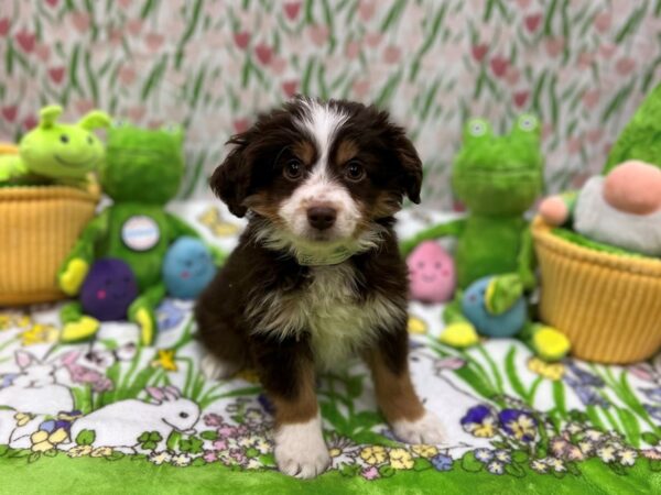 Toy Australian Shepherd Dog Male Chocolate / Tan 26272 Petland Las Vegas, Nevada