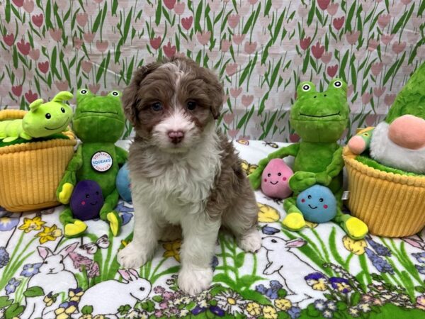 Miniature Australian Shepherd/Poodle Dog Male Chocolate Merle 26273 Petland Las Vegas, Nevada