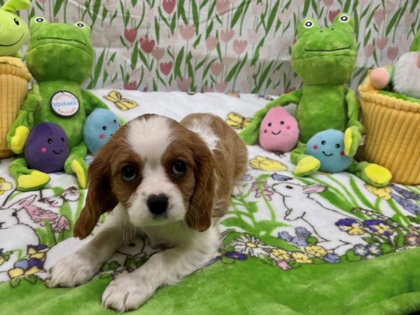 Cavalier King Charles Spaniel Dog Female Blenheim 26269 Petland Las Vegas, Nevada