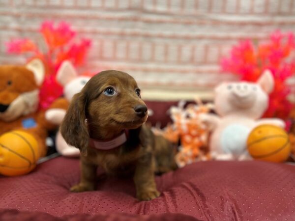 Dachshund Dog Female Chocolate / Tan 26290 Petland Las Vegas, Nevada