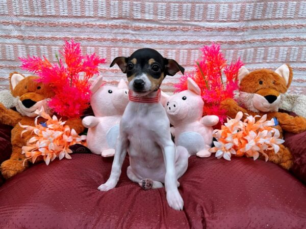 Jack Russell Terrier Dog Female White Black / Tan 26295 Petland Las Vegas, Nevada