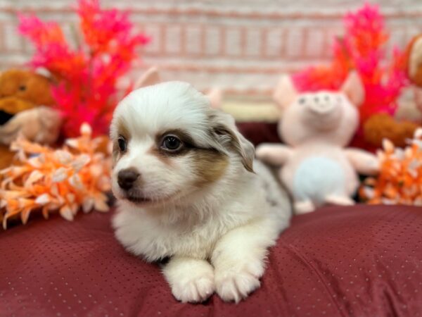 Australian Shepherd/Miniature Australian Shepherd-Dog-Male-Chocolate Merle-26287-Petland Las Vegas, Nevada