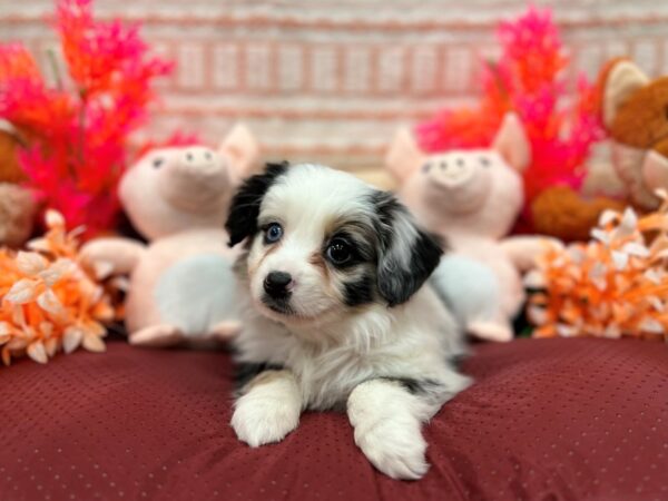 Miniature Australian Shepherd-Dog-Female-Blue Merle-26288-Petland Las Vegas, Nevada