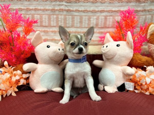 Chihuahua-Dog-Male-Fawn-26289-Petland Las Vegas, Nevada