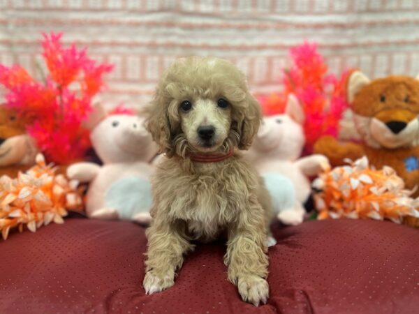 Poodle Dog Female Apricot 26292 Petland Las Vegas, Nevada