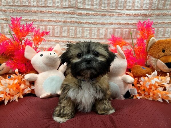 Shih Tzu Dog Male Gold 26293 Petland Las Vegas, Nevada