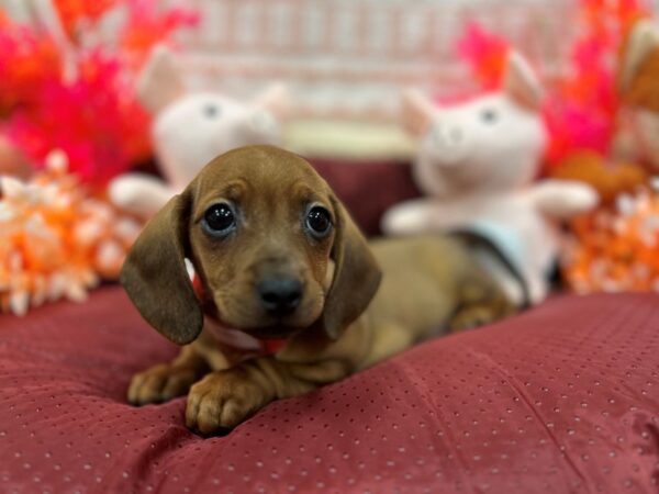 Chihuahua/Dachshund Dog Female Wild Boar 26300 Petland Las Vegas, Nevada