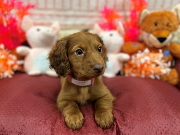 Dachshund Dog Female Red 26306 Petland Las Vegas, Nevada