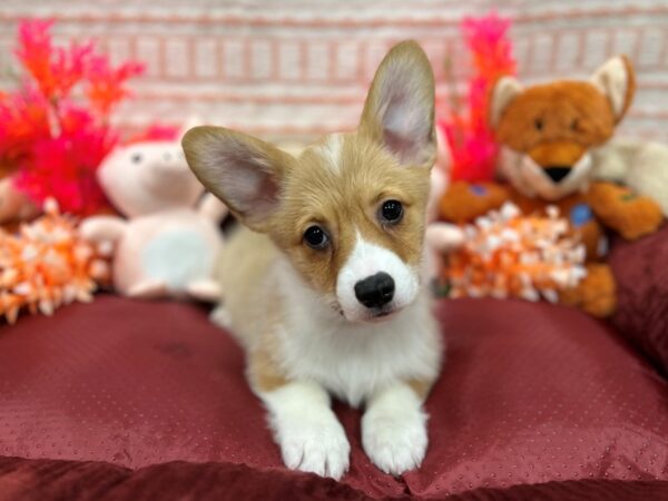 Pembroke Welsh Corgi-Dog-Male-Sable / White-26299-Petland Las Vegas, Nevada