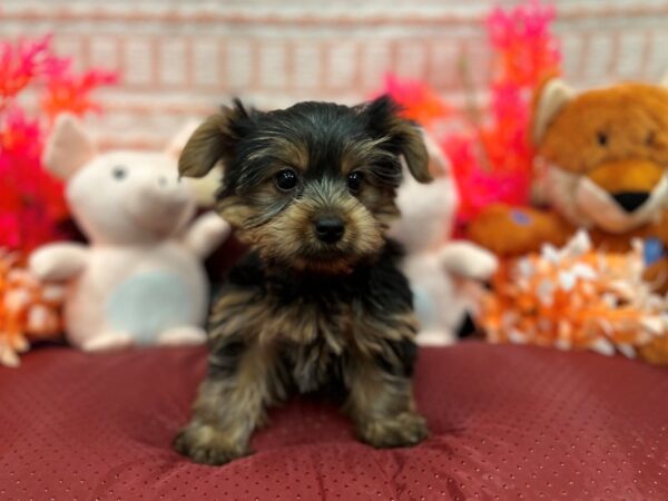 Yorkshire Terrier Dog Female Black / Tan 26294 Petland Las Vegas, Nevada