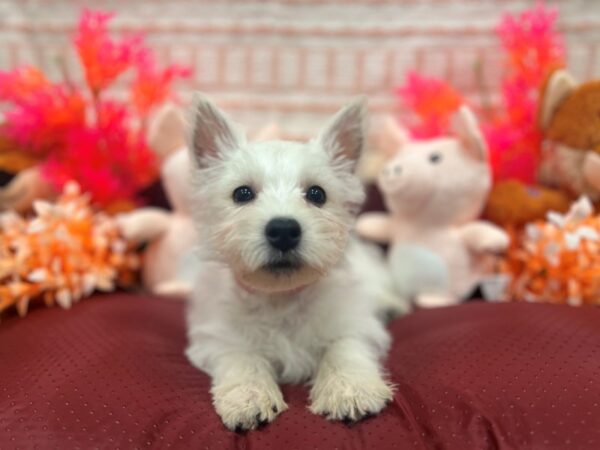 West Highland White Terrier-Dog-Female-White-26310-Petland Las Vegas, Nevada