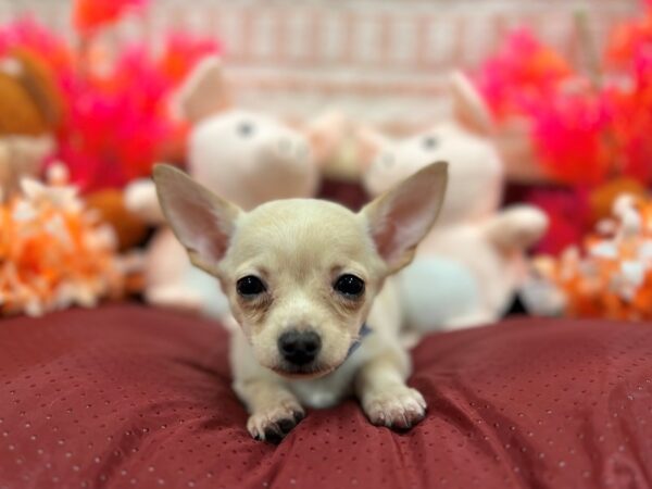 Chihuahua Dog Male Cream 26305 Petland Las Vegas, Nevada