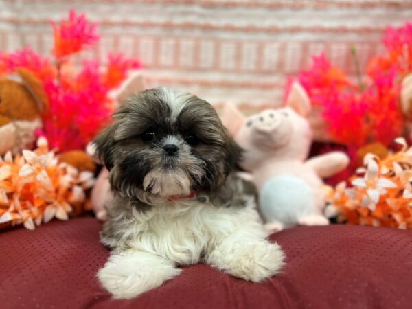 Shih Tzu Dog Female Silver Gold and White 26309 Petland Las Vegas, Nevada