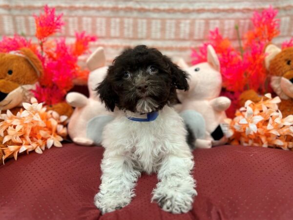[#26297] Chocolate Male Havanese Puppies For Sale
