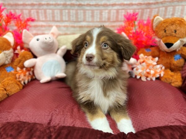 Miniature Australian Shepherd-Dog-Female-Red Tan / White-26296-Petland Las Vegas, Nevada