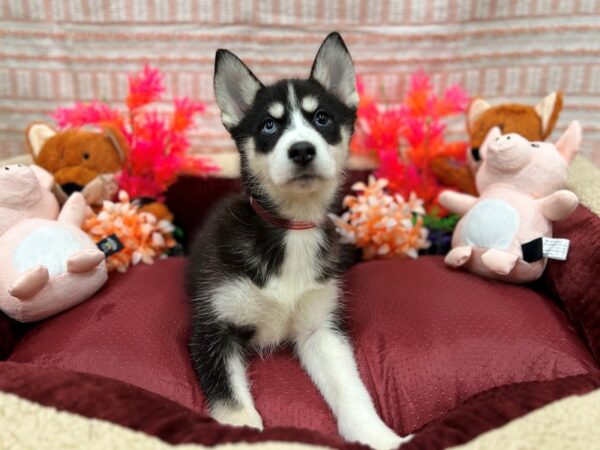 [#26311] Black and White Female F1B Pomsky Puppies For Sale