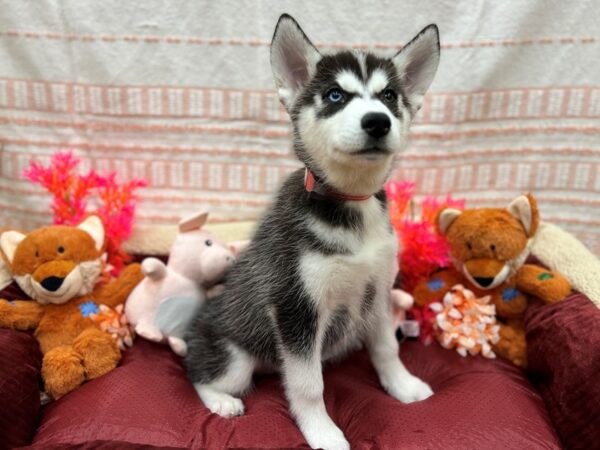 Siberian Husky Dog Female Black / White 26303 Petland Las Vegas, Nevada