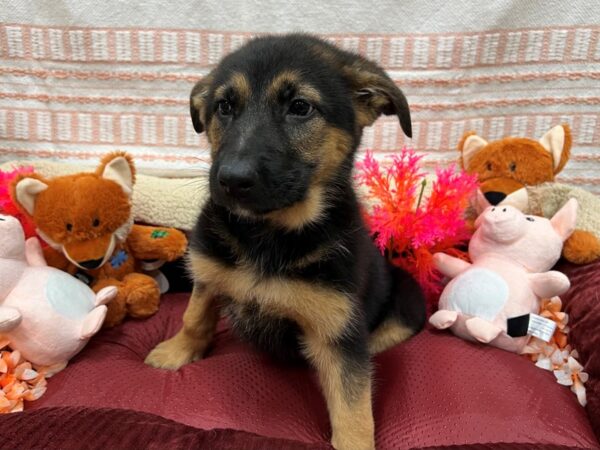 German Shepherd Dog Dog Female Black / Tan 26301 Petland Las Vegas, Nevada