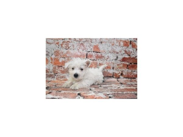 [#26325] White Male West Highland White Terrier Puppies For Sale