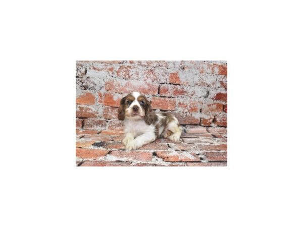 [#26316] Brown White and Tan Female Cocker Spaniel Puppies For Sale