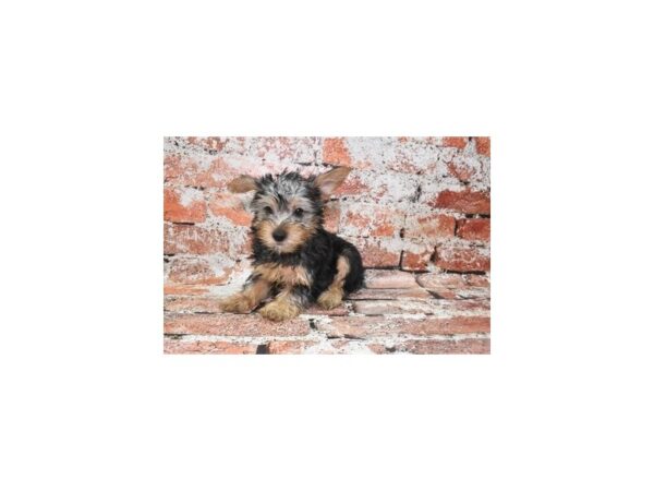 Silky Terrier Dog Female Black and Tan 26324 Petland Las Vegas, Nevada