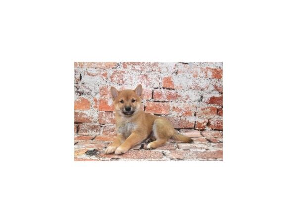 [#26320] Red Male Shiba Inu Puppies For Sale