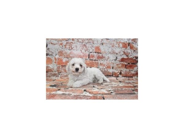 [#26315] White Male Bichon Frise Puppies For Sale