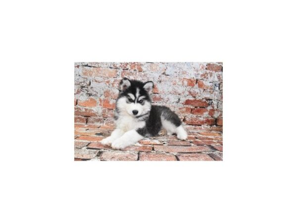 [#26323] Black and White Female Siberian Husky Puppies For Sale