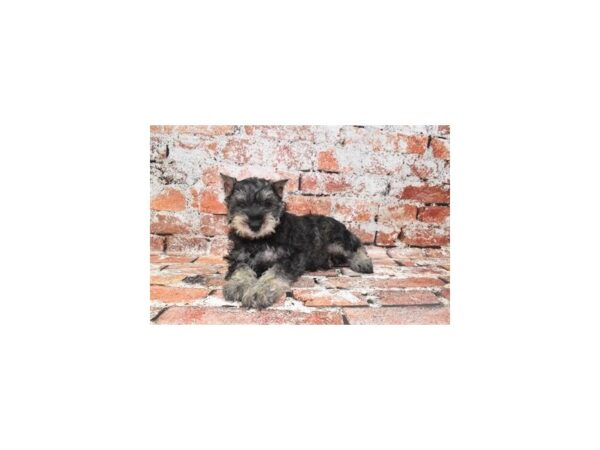 [#26318] Black and Silver Male Miniature Schnauzer Puppies For Sale