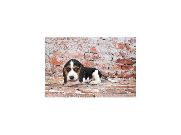 [#26313] Black Tan and White Female Beagle Puppies For Sale