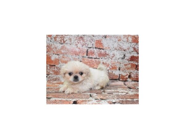 [#26319] Cream Female Pekingese Puppies For Sale