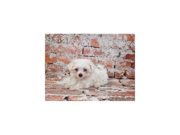 [#26317] White Female Maltese Puppies For Sale