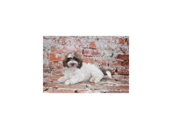 [#26312] Silver Sable Male Havanese/Poodle Puppies For Sale