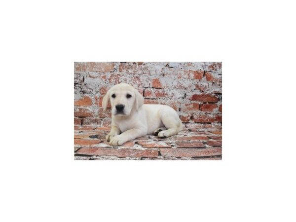 [#26321] Yellow Male Labrador Retriever Puppies For Sale