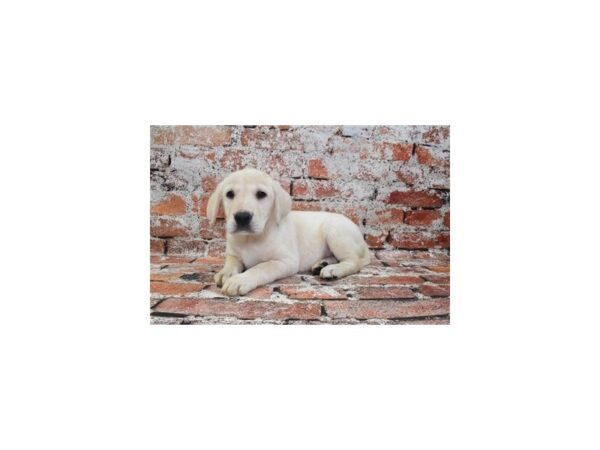 Labrador Retriever-Dog-Male-Yellow-26321-Petland Las Vegas, Nevada