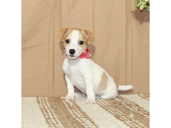 [#26329] Red / White Male Jack Russell Terrier Puppies For Sale