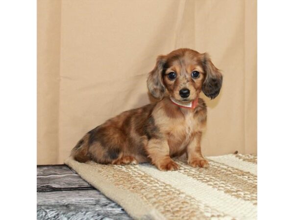 [#26327] Red Female Dachshund Puppies For Sale