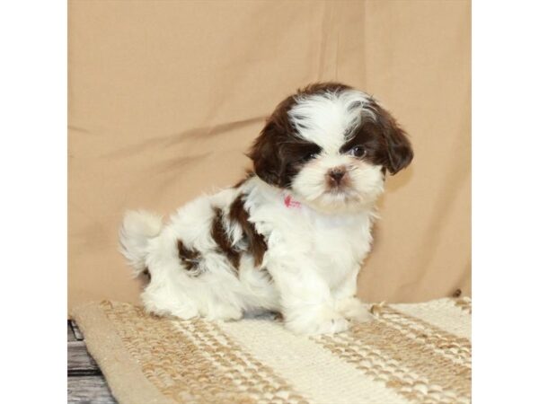 [#26328] White / Chocolate Female Shih Tzu Puppies For Sale
