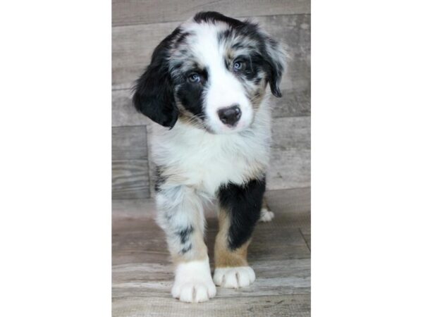 [#26330] Blue Merle Male Australian Shepherd Puppies For Sale