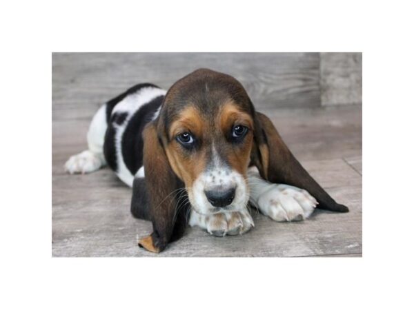 [#26331] Black / Tan Female Basset Hound Puppies For Sale
