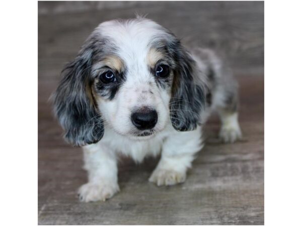 [#26332] Black / Tan Male Dachshund Puppies For Sale