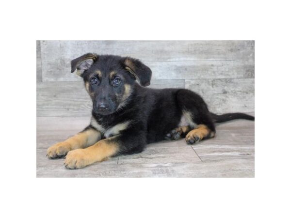 [#26336] Black / Tan Male German Shepherd Dog Puppies For Sale