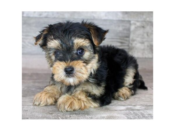 [#26337] Black / Tan Male F2 Morkie Puppies For Sale