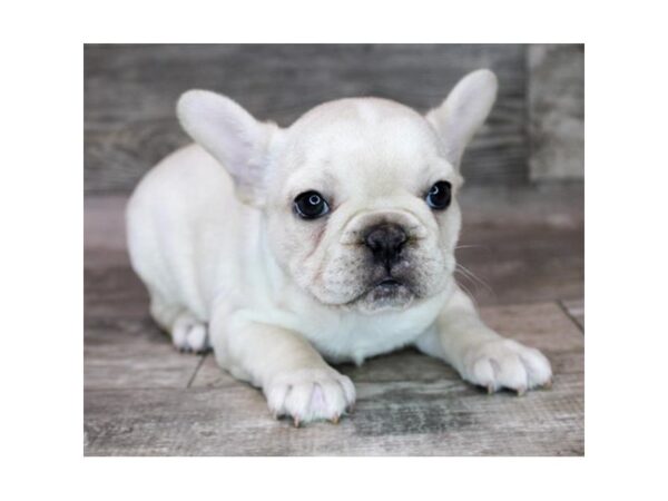 [#26333] Cream Female French Bulldog Puppies For Sale