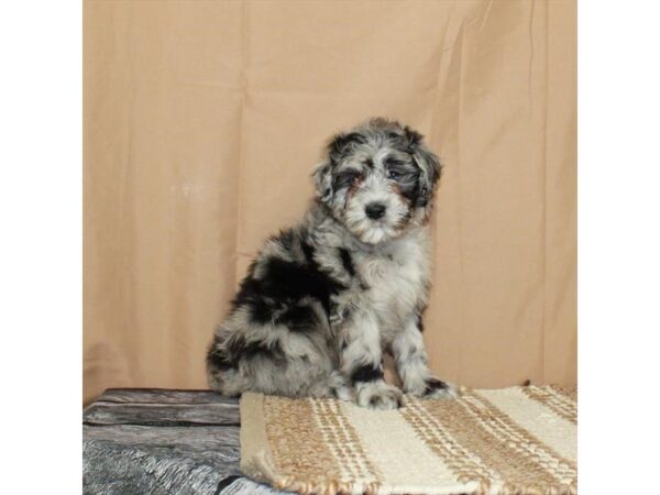 [#26338] Blue Merle Female Poodle/Soft Coated Wheaten Terrier Puppies For Sale