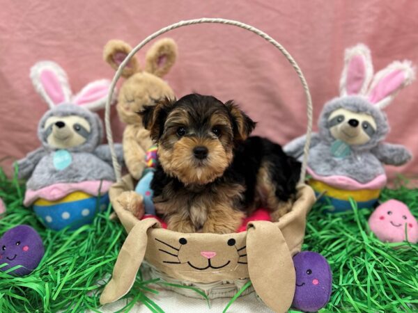 [#26337] Black / Tan Male F2 Morkie Puppies For Sale