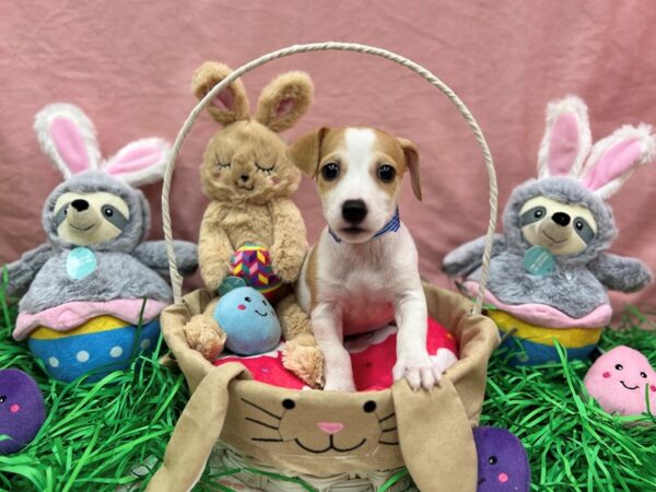 [#26329] Red / White Male Jack Russell Terrier Puppies For Sale