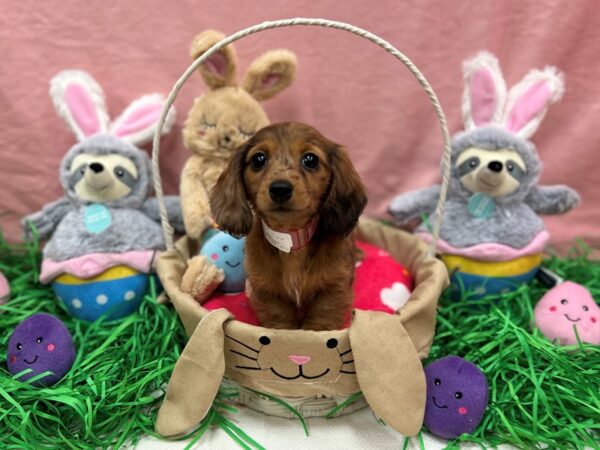 [#26327] Red Female Dachshund Puppies For Sale