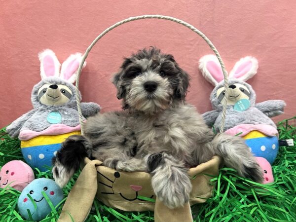 Poodle/Soft Coated Wheaten Terrier-Dog-Female-Blue Merle-26338-Petland Las Vegas, Nevada