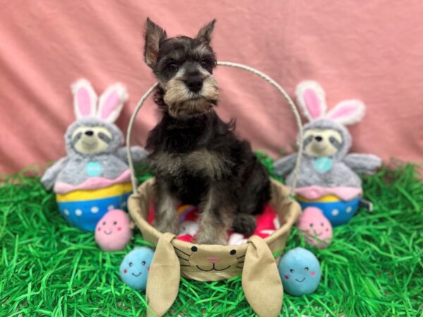 [#26318] Black and Silver Male Miniature Schnauzer Puppies For Sale